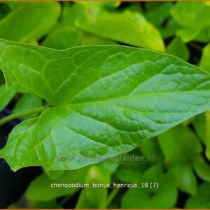 Chenopodium bonus-henricus