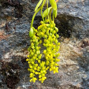 Chiastophyllum oppositifolium