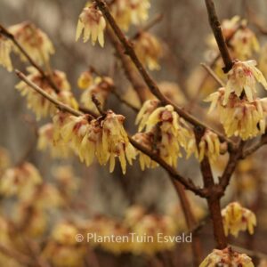 Chimonanthus praecox