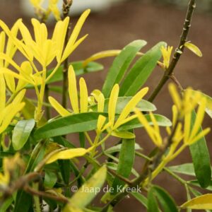 Choisya 'Hilgold' (AZTEC GOLD)