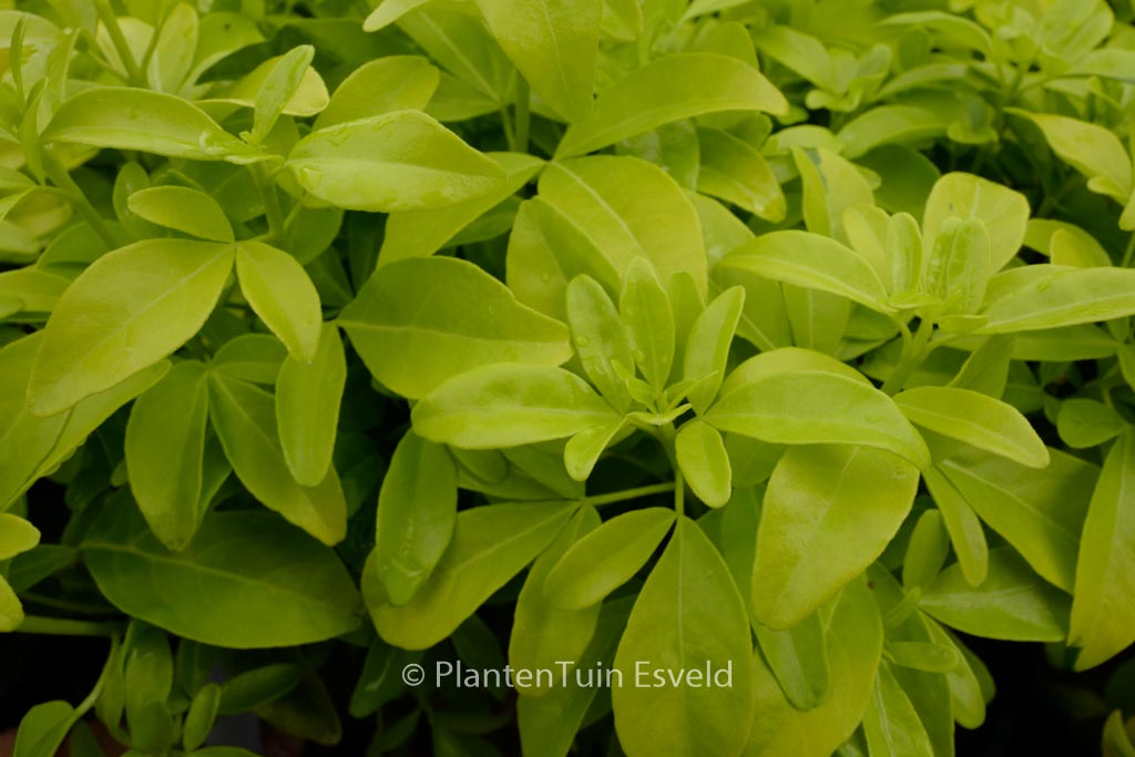 Choisya ternata 'Lich' (SUNDANCE)