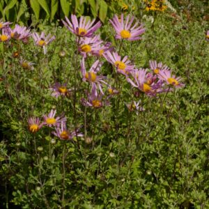 Chrysanthemum 'Clara Curtis'