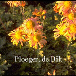 Chrysanthemum 'Mary Stoker'