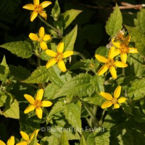 Chrysogonum virginianum