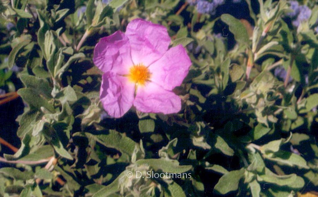 Cistus 'Silver Pink'