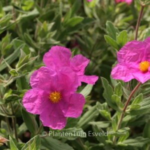 Cistus pulverulentus 'Sunset'