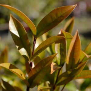 Citharexylum ligustrinum