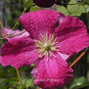 Clematis 'Abundance'