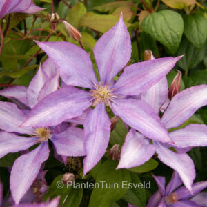 Clematis 'Bagatelle'