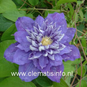 Clematis 'Beauty of Worcester'