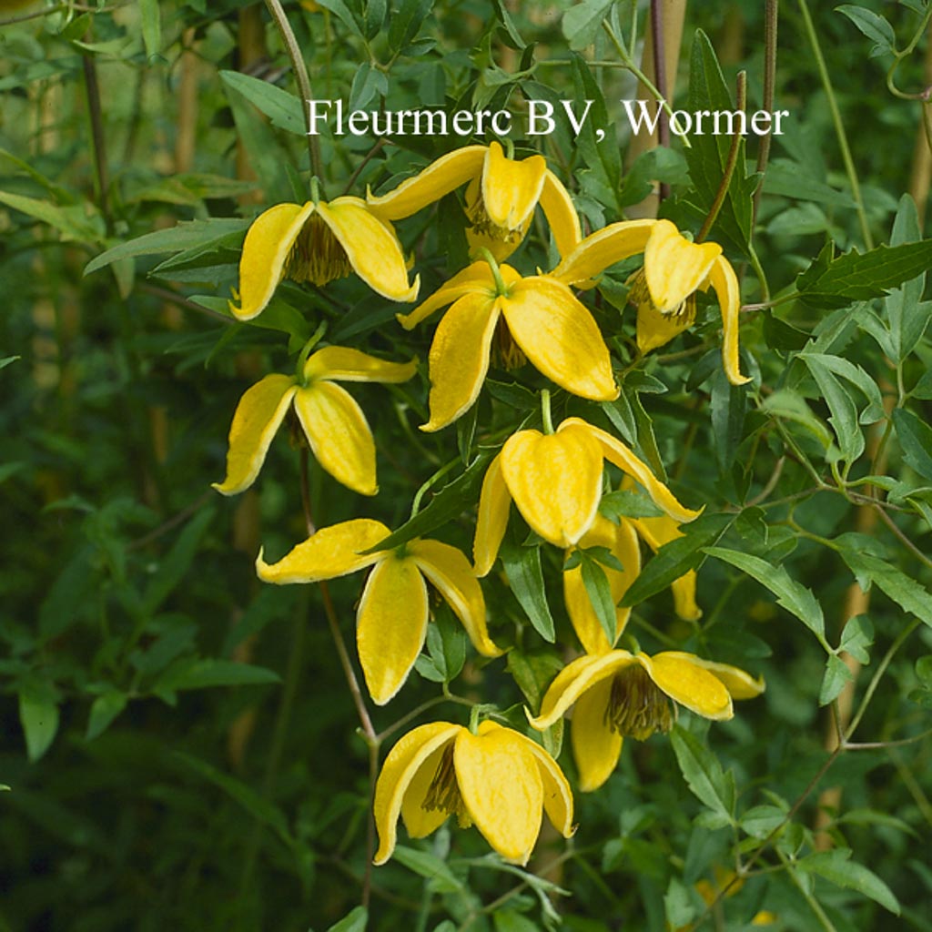 Clematis 'Bill MacKenzie'