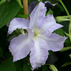 Clematis 'Blekitny Aniol' (BLUE ANGEL)