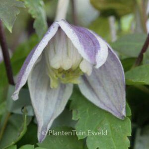 Clematis 'Blue Eclipse'