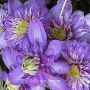 Clematis 'Blue Light'