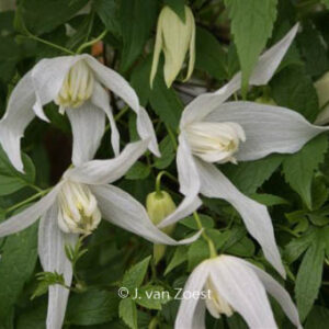 Clematis 'Broughton Bride'