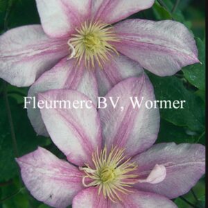 Clematis 'Caroline'