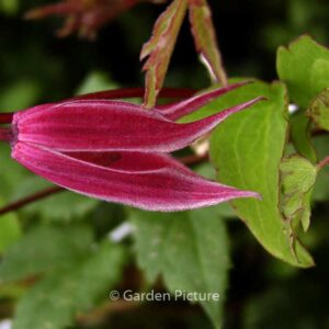 Clematis 'Columella'