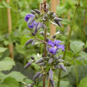 Clematis 'Cote d'Azur'