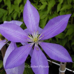 Clematis 'Countess of Lovelace'
