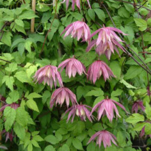 Clematis 'Cragside'