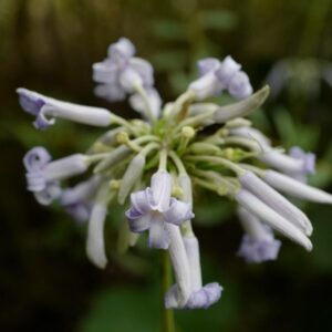 Clematis 'Crepuscule'