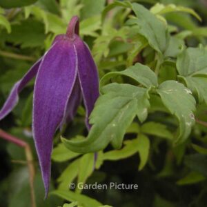 Clematis 'Cyanea'