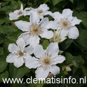 Clematis 'Destiny'