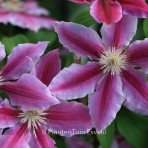Clematis 'Doctor Ruppel'