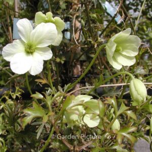 Clematis 'Early Sensation'