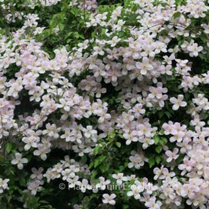 Clematis 'Elizabeth'