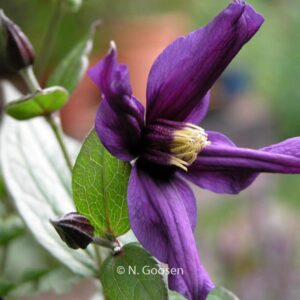 Clematis 'Eriostemon'