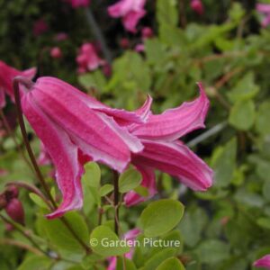 Clematis 'Etoile Rose'