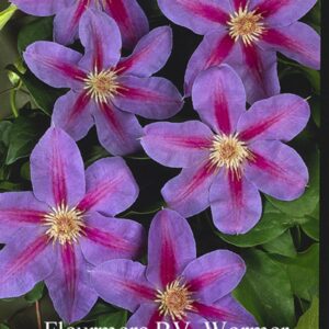 Clematis 'Etoile de Malicorne'