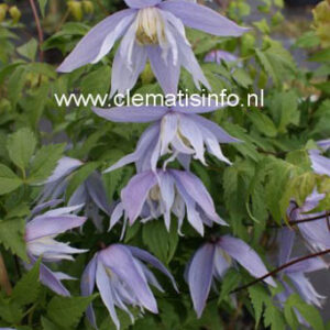 Clematis 'Eximia'
