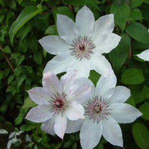 Clematis 'Fair Rosamond'