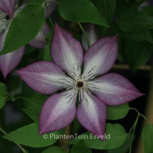 Clematis 'Fond Memories' (SUCCESS)