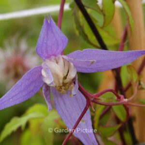 Clematis 'Frances Rivis'