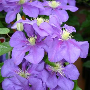 Clematis 'General Sikorski'
