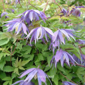 Clematis 'Georg'