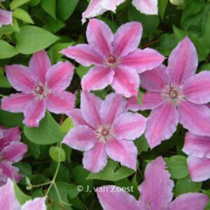 Clematis 'Girenas'