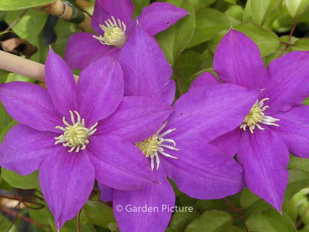 Clematis 'H.F. Young'