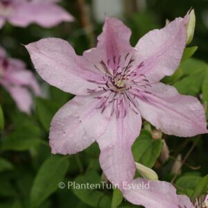 Clematis 'Hagley Hybrid'