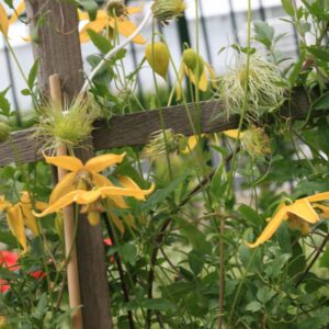 Clematis 'Helios'
