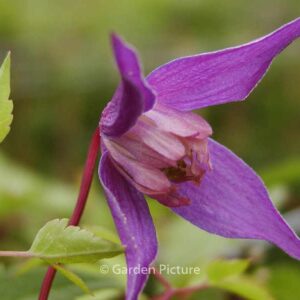 Clematis 'Helsingborg'