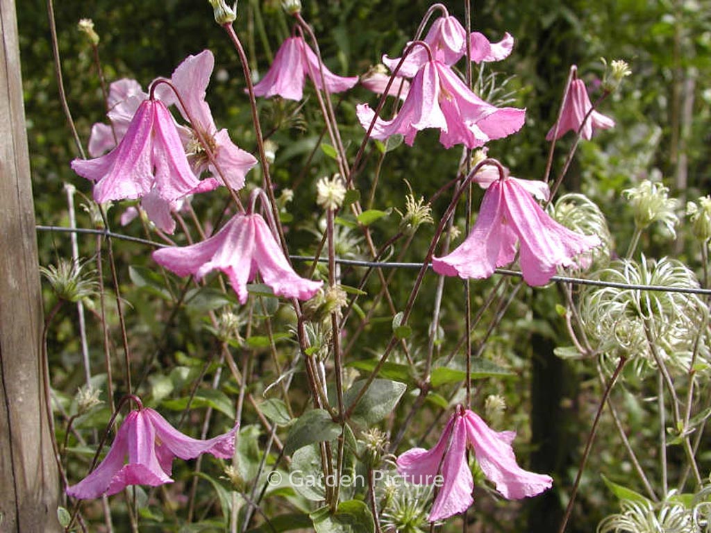 Clematis 'Hendryetta'
