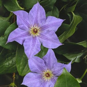 Clematis 'Hybrida Sieboldii'
