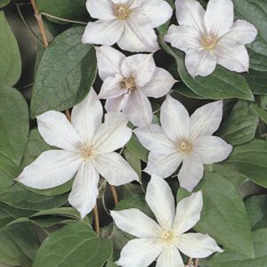 Clematis 'Jackmanii Alba'