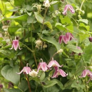Clematis 'Jan Fopma'