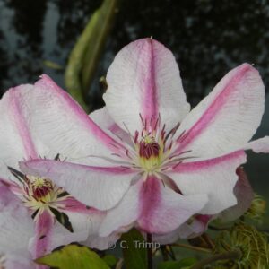 Clematis 'Jan Pawel II'