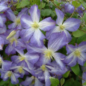 Clematis 'Jenny'